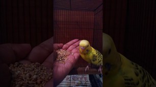 'Cute adorable budgie live bird eating favorite food #shorts'