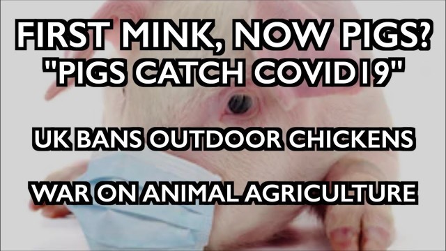 'Pigs Catch COVID - UK Bans Free Range Chickens! - War on Meat / Animal Ag'