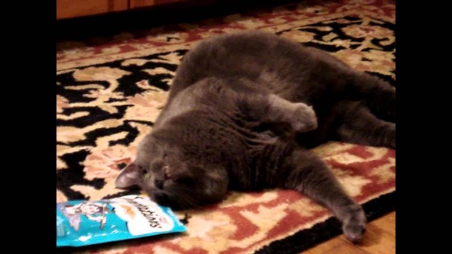 'Kitty Amazing Cat Food Commercial'