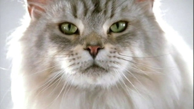 'Purina One Cat food Commercial 2004'