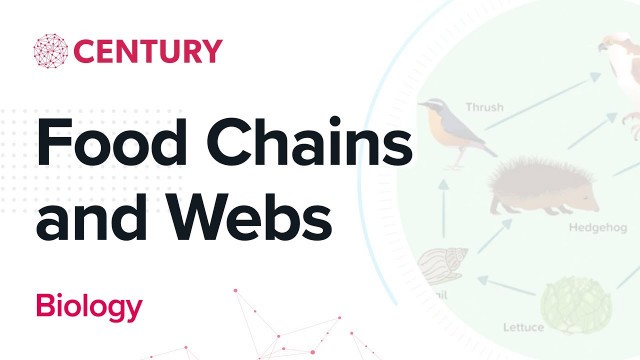 'Food Chains and Webs | Biology | Secondary'