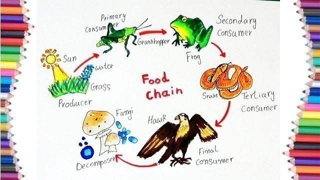 'HOW TO DRAW \"FOOD CHAIN\" DIAGRAM'