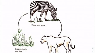 'Grade 5 NST Lockdown Lesson 1:  Food Chains'