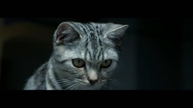 'Curious Cats - Brush - Whiskas TV ad'