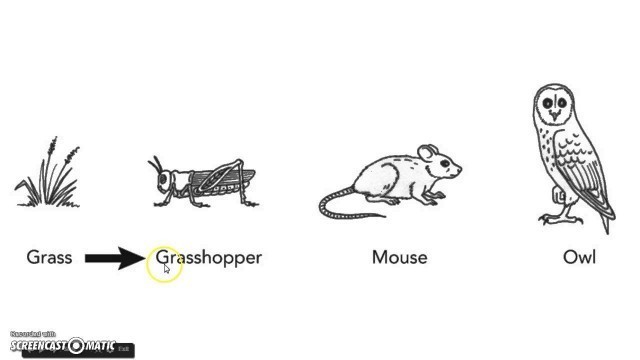 'Ecology Flow of Energy in a Food Chain'