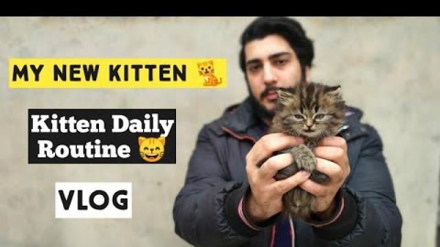 'My Cute Persian Kitten | Best Food For Young Kitten | How to Train a Kitten'