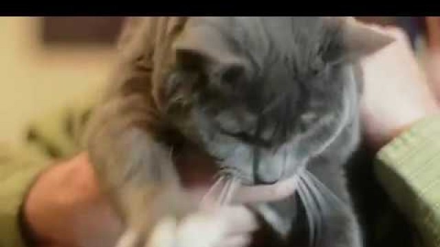 'Hilarious Cat Food Commercial'