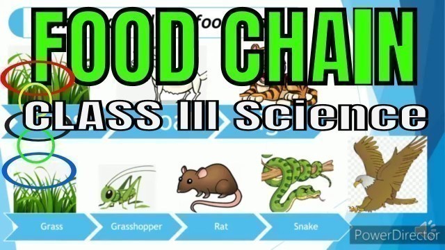 'what is Food chain??? science for kids..  