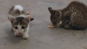 'cute cute billi eating food 