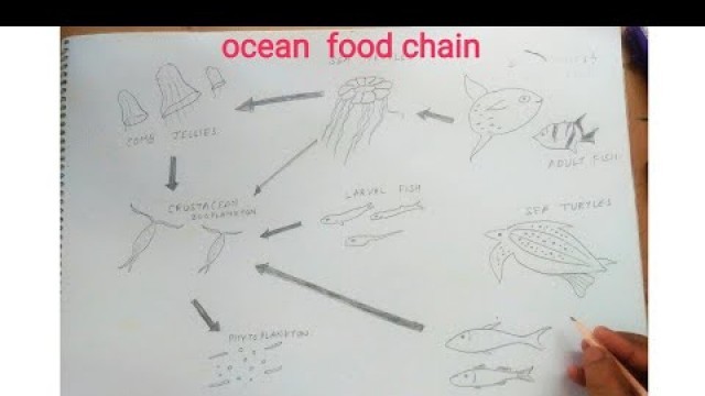 'how to draw ocean food chain'