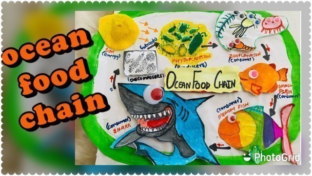 'ocean food chain'