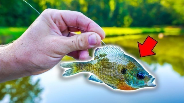 'Fishing w/ BIG Live Bait (Food Chain Fishing Challenge)'