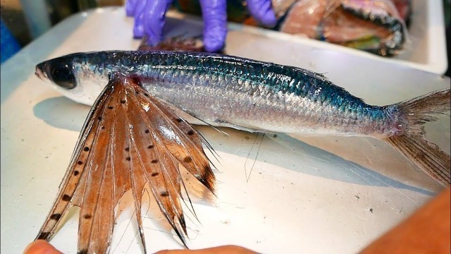 'Japanese Street Food - BLACK FLYING FISH Sashimi Fried Seafood Okinawa Japan'