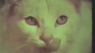 'Vintage TV Ads: Puss \'n Boots cat food - 1967'