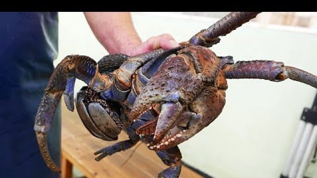 'Japanese Street Food - GIANT COCONUT CRAB Seafood Okinawa Japan'