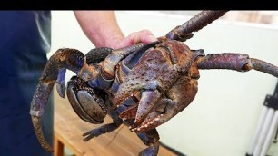 'Japanese Street Food - GIANT COCONUT CRAB Seafood Okinawa Japan'