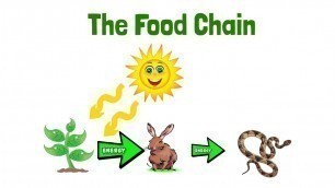 'Food Chain eLearning Science Lesson Video for Kids'