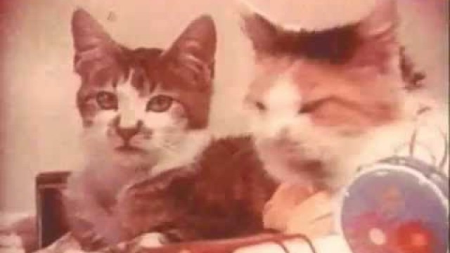 '1970s Cat Food TV Commercial.'