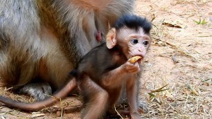 'Very cute baby monkey expect it is food but nothing'