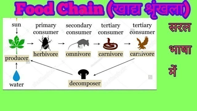 'Food Chain in Hindi// Environment & Ecology// Producers, Consumers & Decomposers //Lokendra Mishra'