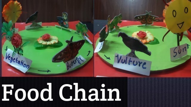 '3d Model of Food Chain/ by Kansal creation/school project for science exhibition/sst model'