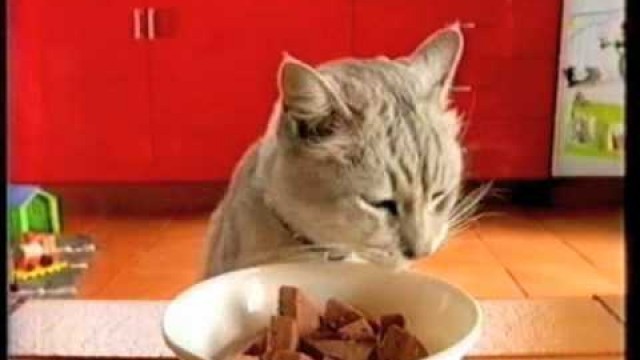 'Chub cat food ad'