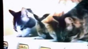 'Friskies Buffet Cat Food Commercial (1974)'