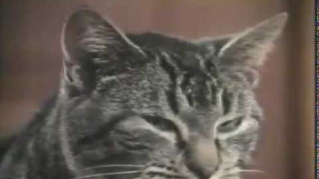 'Cupboard Love Cat Food Vintage British TV Commerical'