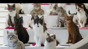 'The Best Whiskas Cat Ads - Funny Commercial Compilations'