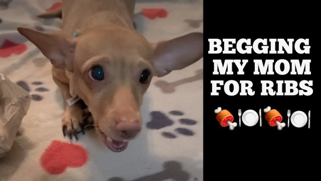 'Dog Begging For Food | Must WATCH cute reaction'