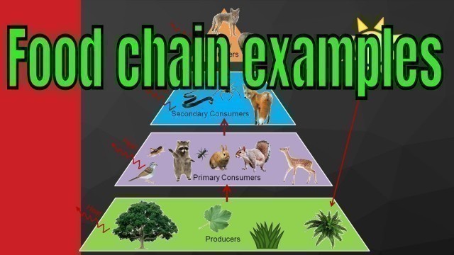 'Examples of food chains.'