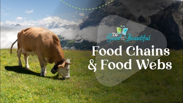 'Food Chains and Food Webs | Ecosystems, Lesson 4 | The Good and the Beautiful'