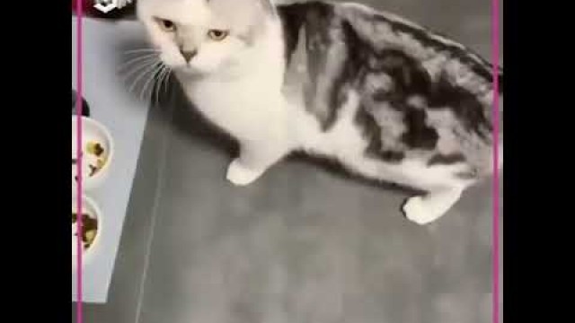 'Cute funny way of a cat asking for food'