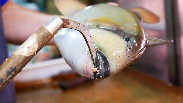 'Japanese Street Food - TITAN TRIGGERFISH SASHIMI Okinawa Seafood Japan'