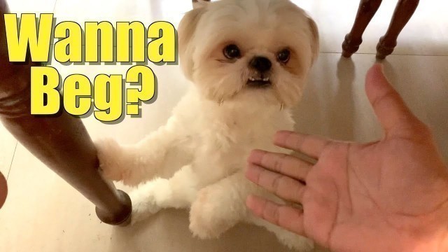 'Shih Tzu Dog Tries to Beg for Food | Cute & Funny Shih Tzu Dog Video'