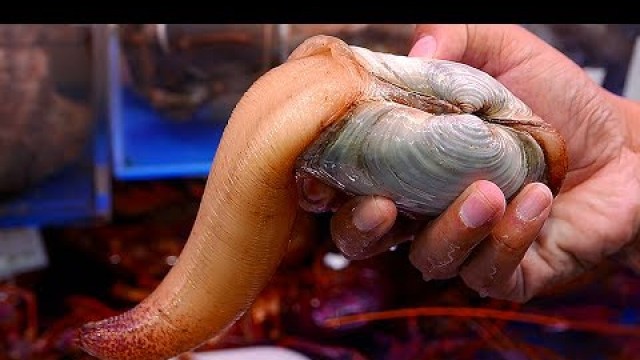 'Japanese Street Food - GEODUCK SASHIMI Seafood Japan'