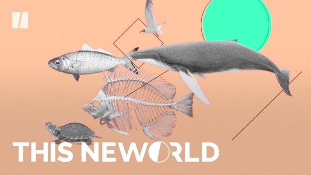 'How Plastic Pollutes Our Food Chain | This New World'