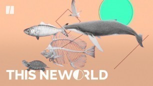 'How Plastic Pollutes Our Food Chain | This New World'