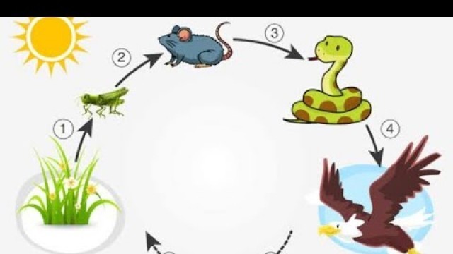 'Food chain activity working model science project for kids easy Science project for kids class activ'