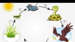 'Food chain activity working model science project for kids easy Science project for kids class activ'