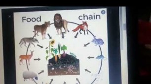 'class 3 science- Food Chain'