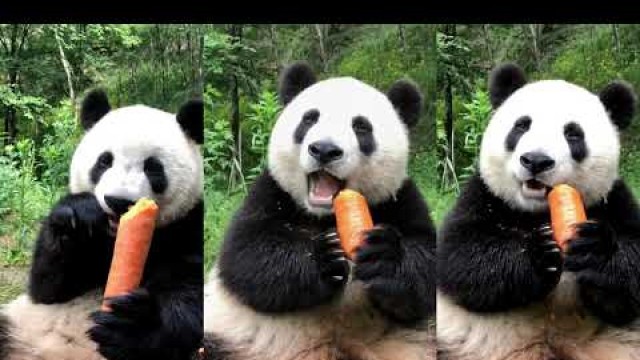 'Panda use hands skillfully to eat carrot 