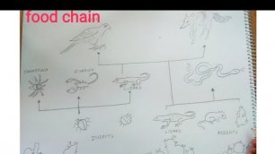 'how to draw desert food chain'