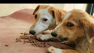 'Cute Hungry Street Puppies Eating Dog Food - Dogoftheday'