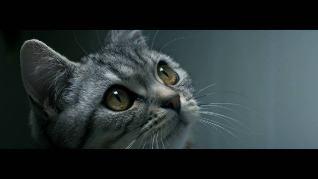 'Curious Cats - Drip - Whiskas TV ad'