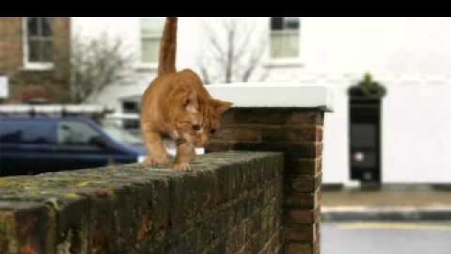 'Butchers Classic Cat Food - brand new advert March 2013'