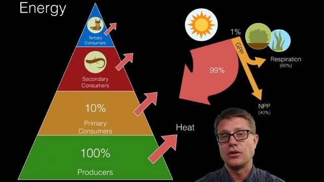 'Energy Flow in Ecosystems'