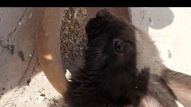 'Cute Bunny Eating Food From Bowl | Bunny Eating Food From Bowl'