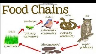 'Food Chains: primary and secondary consumers'