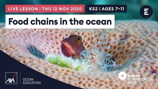 'AXA #CoralLive 2020 | Food chains in the ocean Ages 7-11'